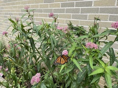 Danaus plexippus