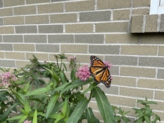 Danaus plexippus