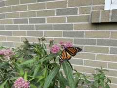Danaus plexippus