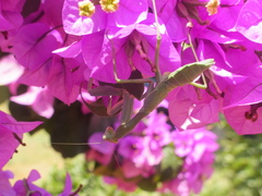 Sphodromantis viridis