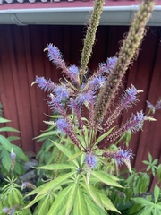 Veroniceae
