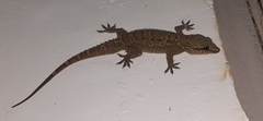 Hemidactylus kangerensis