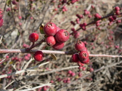 Cotoneaster nummularius