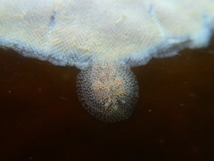 Corambe