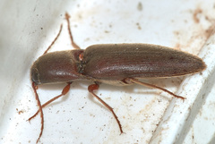 Diplostethus carolinensis