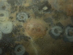 Corambe