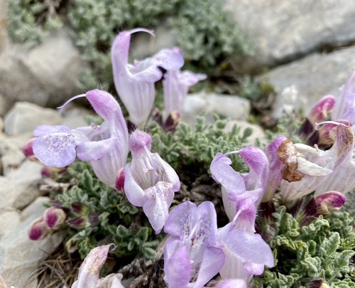 Salvia caespitosa