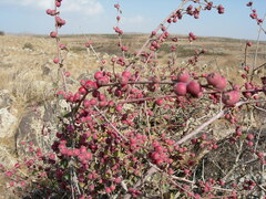 Cotoneaster nummularius