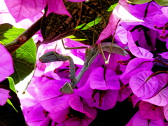 Sphodromantis viridis