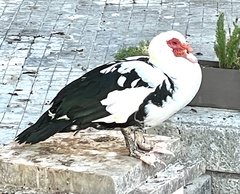 Cairina moschata domestica