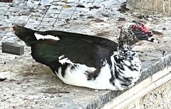 Cairina moschata domestica