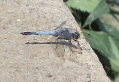Orthetrum cancellatum