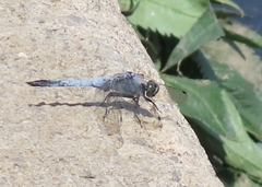 Orthetrum cancellatum