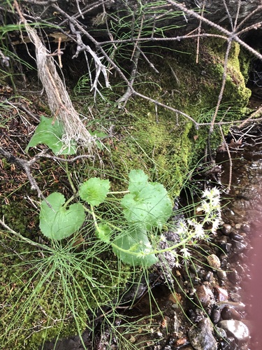 Spiked Saxifrage (Micranthes spicata)