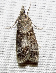 Eudonia torniplagalis