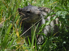 Otospermophilus variegatus