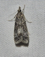 Eudonia torniplagalis