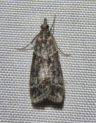 Eudonia torniplagalis