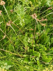 Primula auriculata