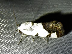Tarache tetragona
