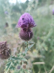 Cirsium serrulatum