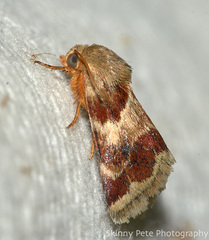 Schinia lynx