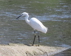 Egretta garzetta