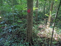 Pellacalyx yunnanensis