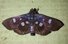 Rhagoba octomaculalis