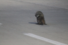 Procyon lotor insularis