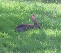 Oryctolagus cuniculus