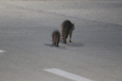 Procyon lotor insularis