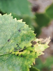 Marssonina betulae