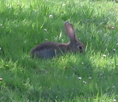 Oryctolagus cuniculus