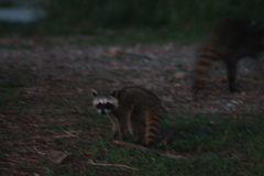 Procyon lotor insularis