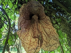 Aristolochia gigantea