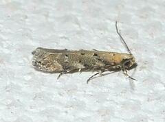 Coleotechnites thujaella