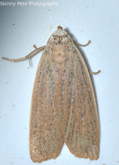 Palpidia pallidior