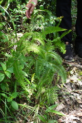 Dicranopteris pedata