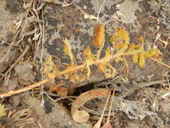 Balsamorhiza serrata