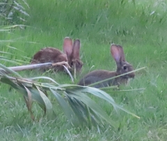 Oryctolagus cuniculus