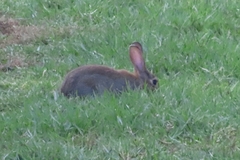 Oryctolagus cuniculus
