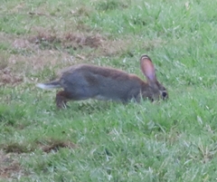 Oryctolagus cuniculus