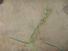 Frasera albicaulis modocensis