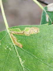 Stigmella betulicola