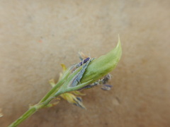 Frasera albicaulis modocensis