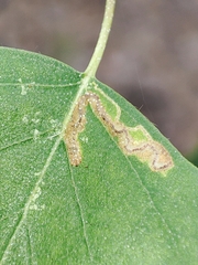 Stigmella betulicola