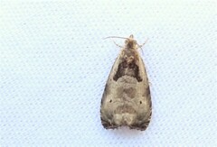 Olethreutes punctanum