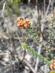 Erica clavisepala