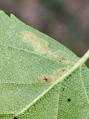 Stigmella betulicola